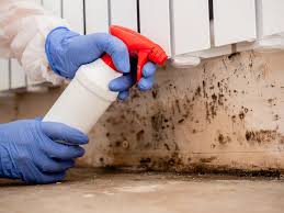 Best Mold Documentation for Insurance Claims  in Piney, AR